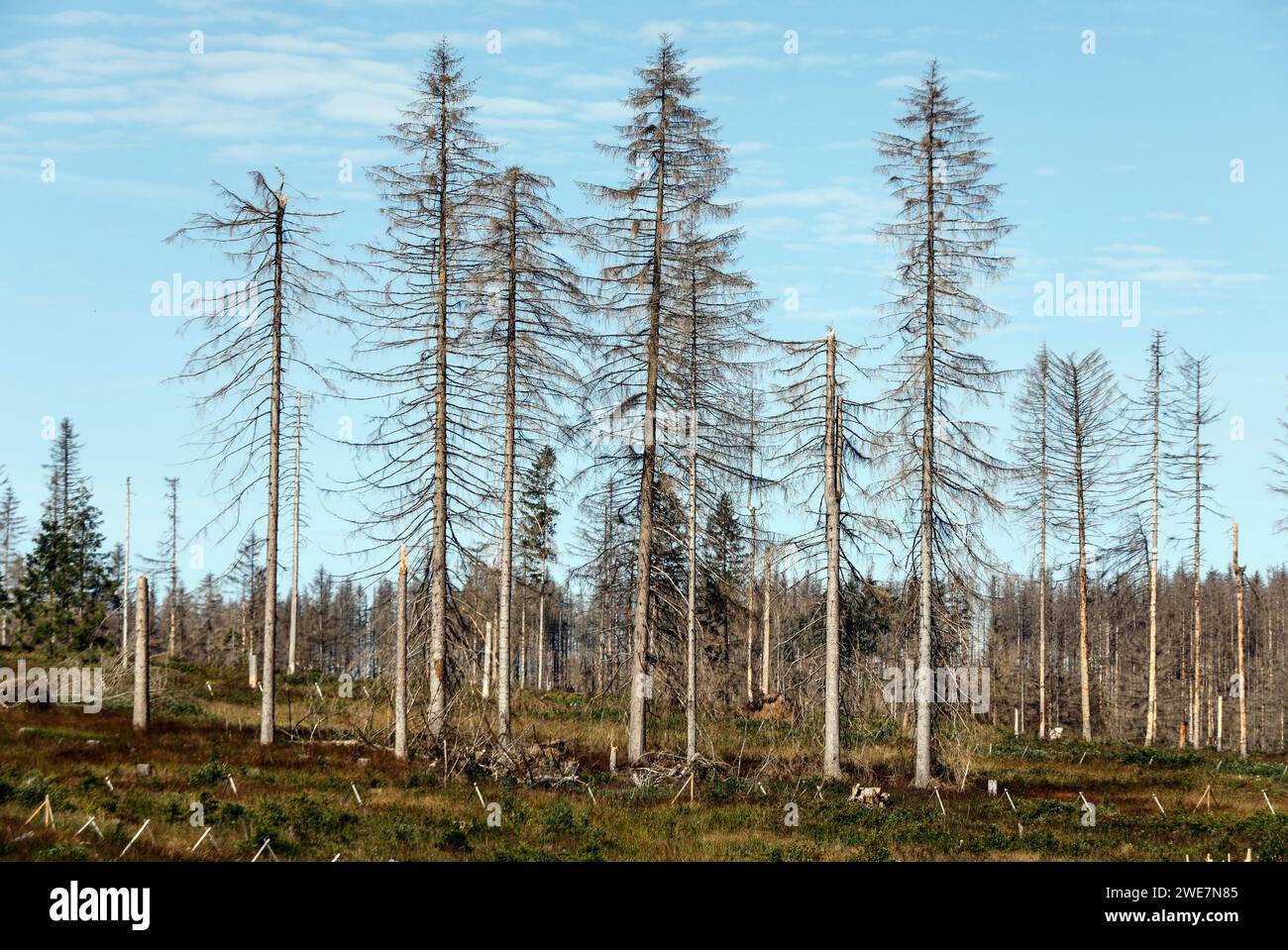 Alberi di abete rosso morti a causa di infestazione da coleottero di corteccia. Il calore, la siccità, le tempeste e i cambiamenti climatici hanno gravemente danneggiato le foreste tedesche, Oderbrueck Foto Stock