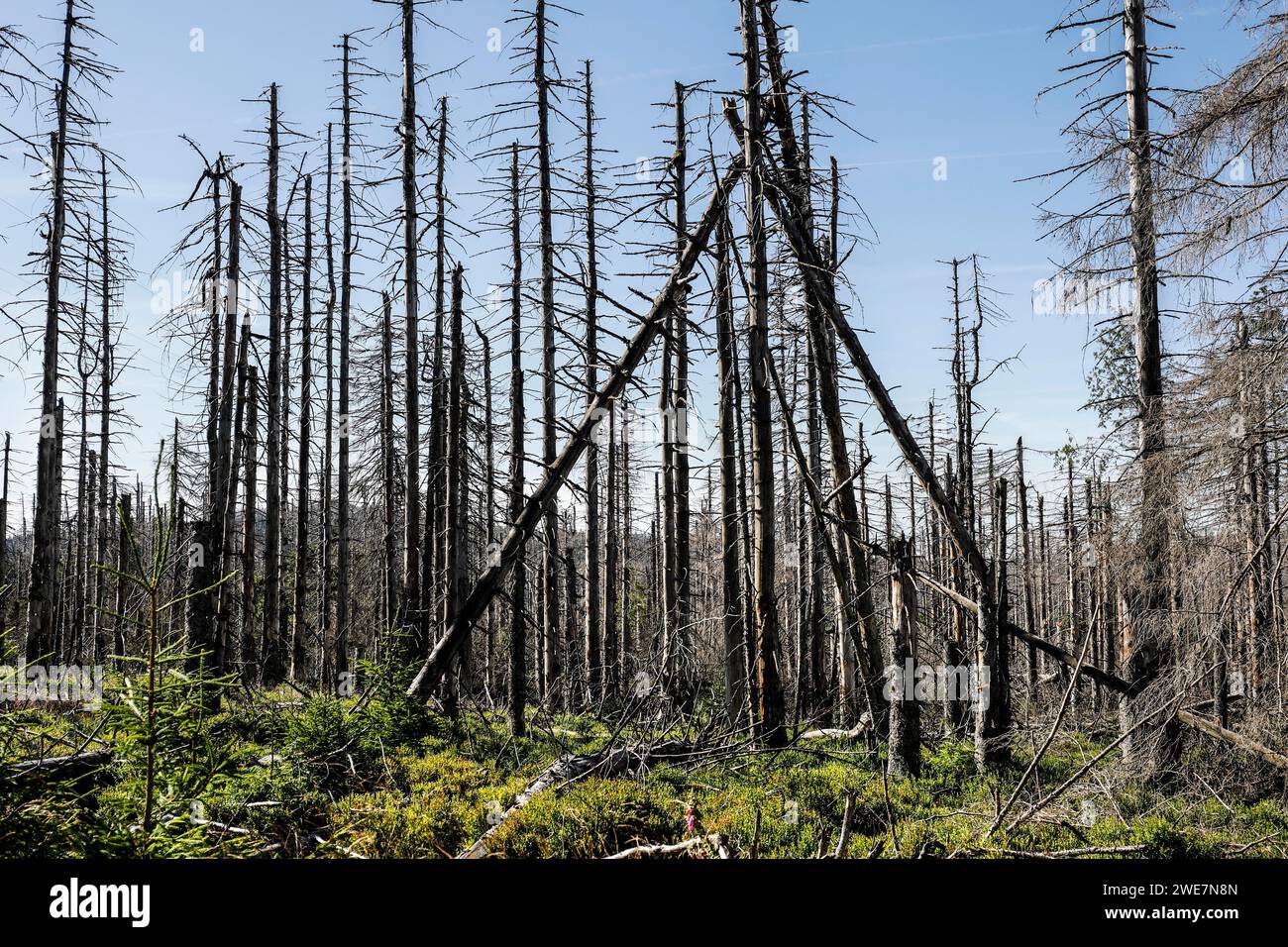 Alberi di abete rosso morti a causa di infestazione da coleottero di corteccia. Il calore, la siccità, le tempeste e i cambiamenti climatici hanno gravemente danneggiato le foreste tedesche, Oderbrueck Foto Stock