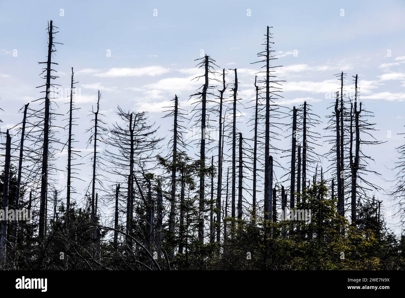 Alberi di abete rosso morti a causa di infestazione da coleottero di corteccia. Il calore, la siccità, le tempeste e i cambiamenti climatici hanno gravemente danneggiato le foreste tedesche, Oderbrueck Foto Stock