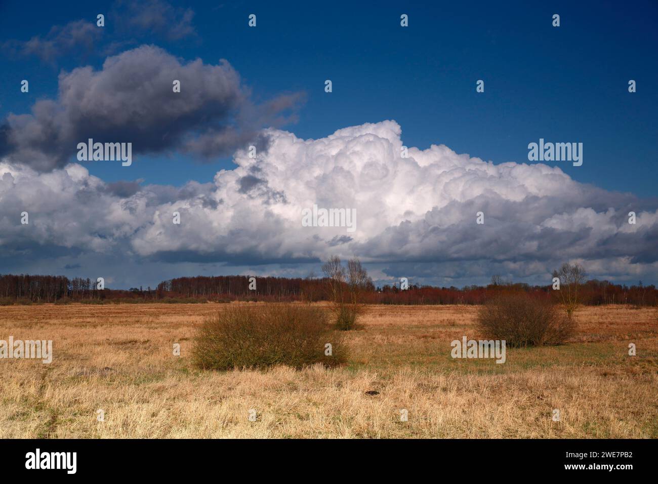 Umori leggeri sopra una brughiera, nuvole di bel tempo sopra la brughiera, parco naturale Flusslandschaft Peenetal, Mecklenburg-Vorpommern, Germania Foto Stock