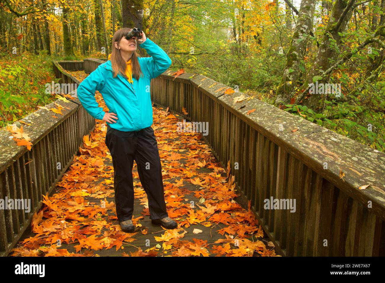 Birdwatching sul Twin fienili Loop Trail boardwalk, Nisqually National Wildlife Refuge, Washington Foto Stock