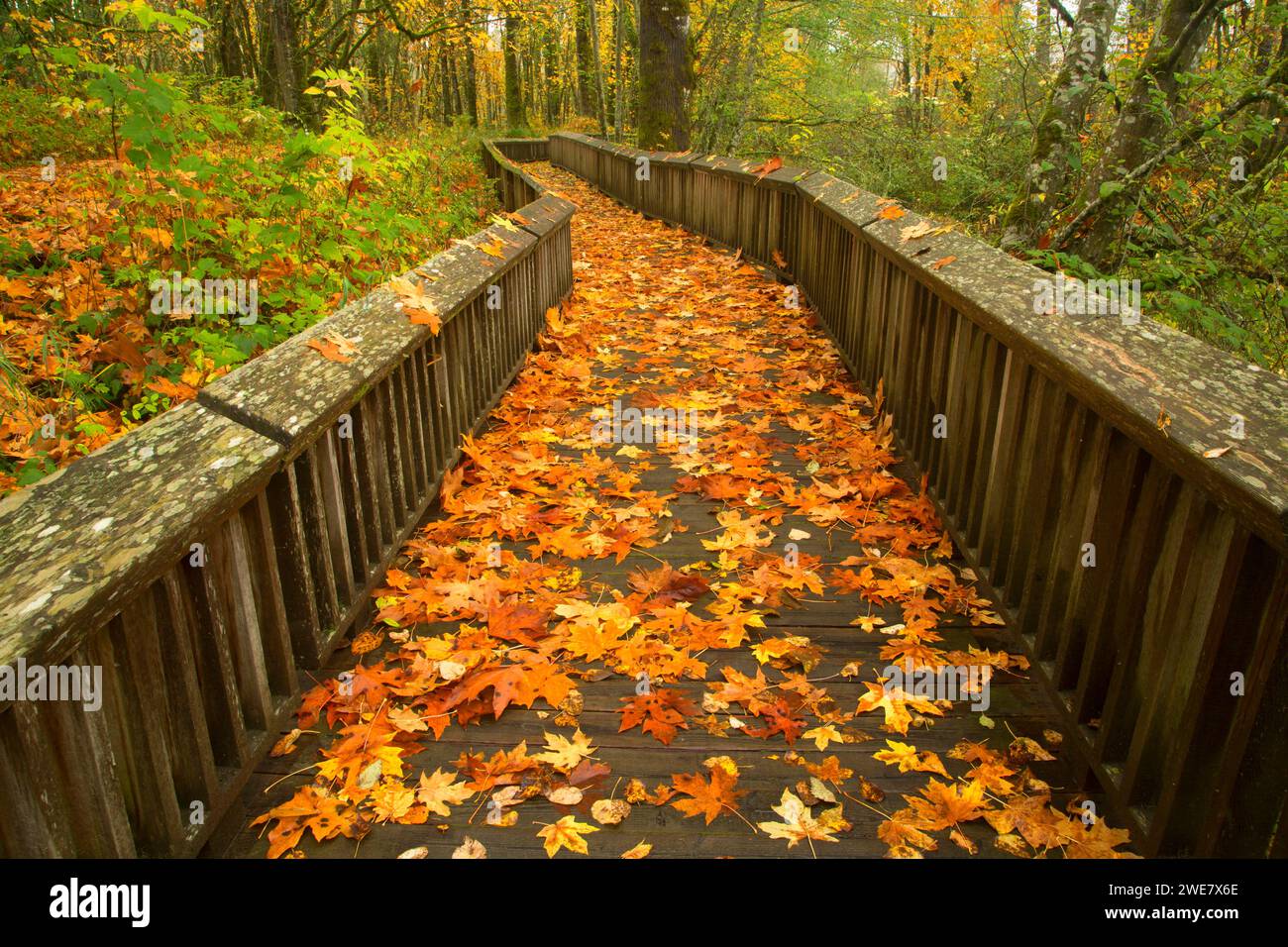 Twin fienili Loop Trail boardwalk, Nisqually National Wildlife Refuge, Washington Foto Stock