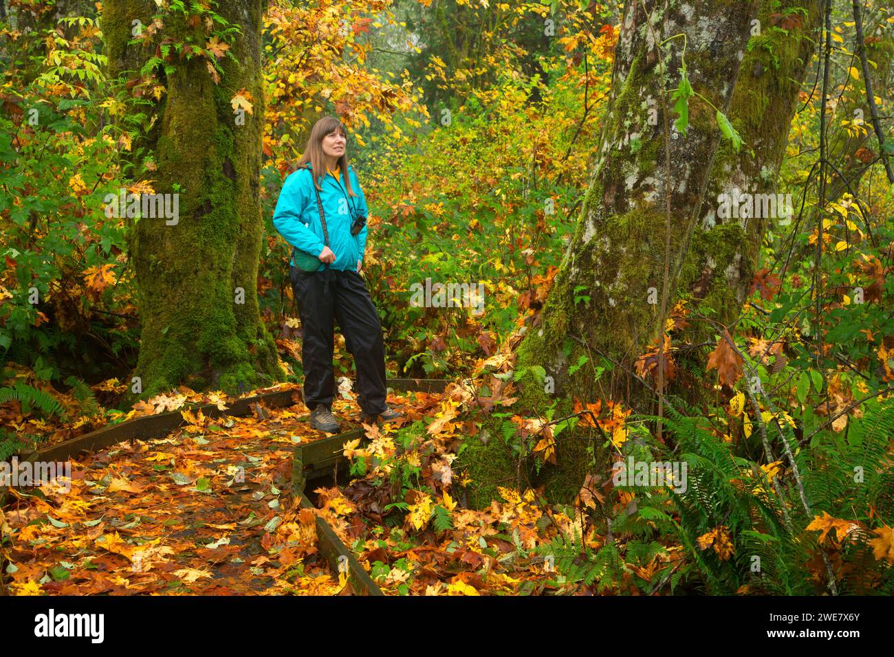 McLane Creek Sentiero Natura, capitale Forestale dello Stato di Washington Foto Stock