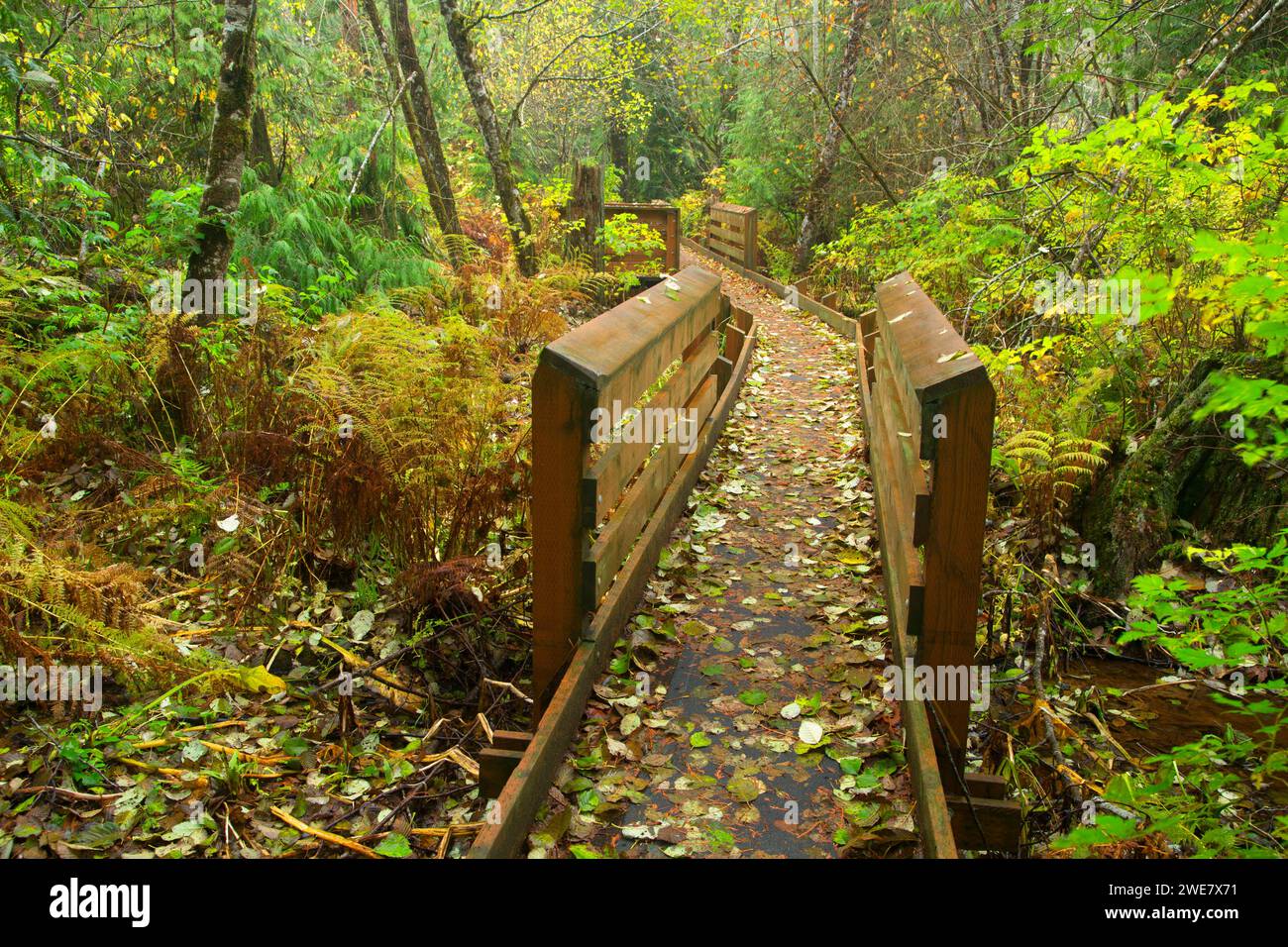 McLane Creek Sentiero Natura, capitale Forestale dello Stato di Washington Foto Stock