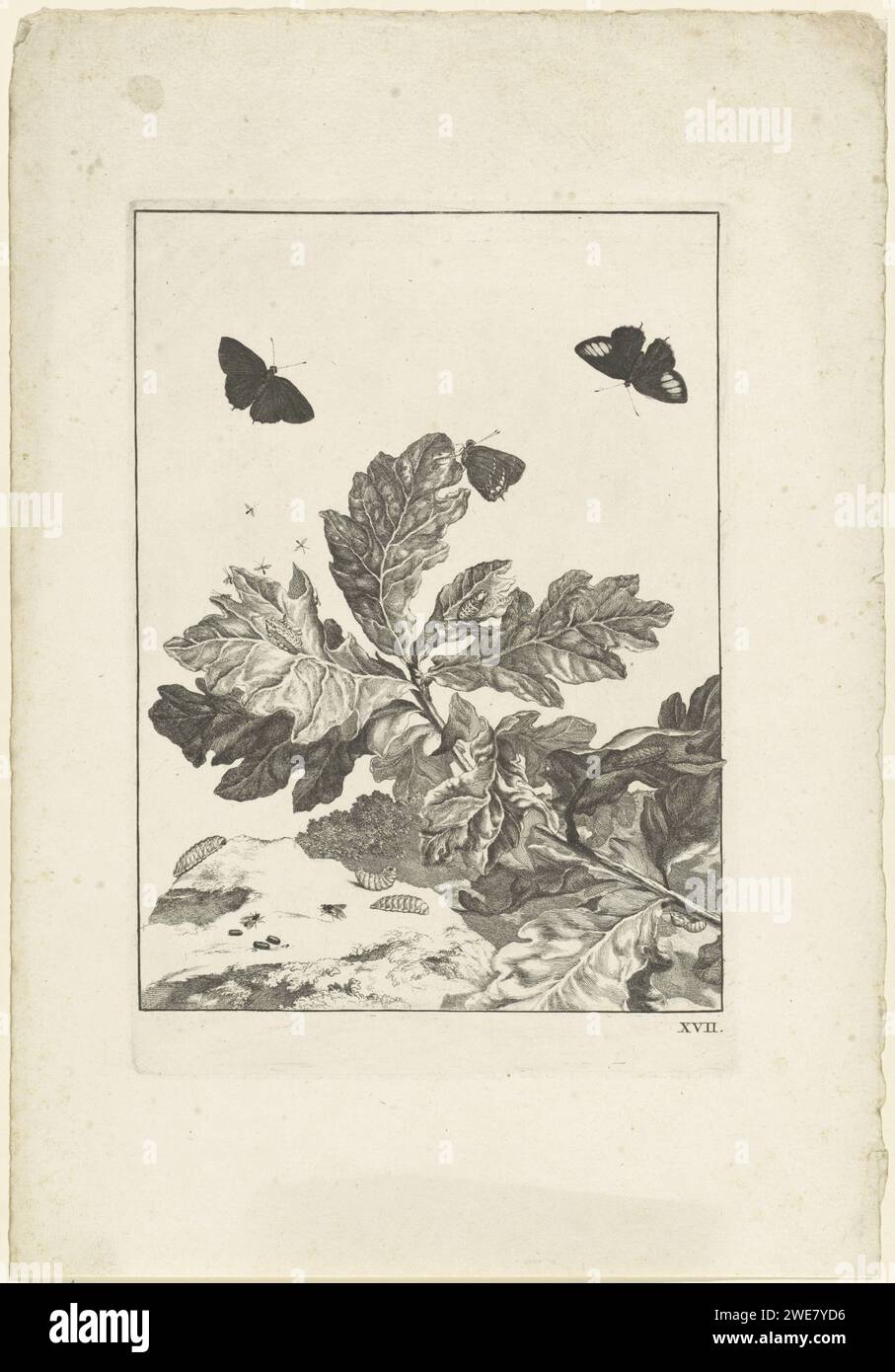 Farfalle volanti e altri insetti sopra un ramo con foglie, Jacob l'Admiral (II), stampa 1774 farfalle volanti e mosche sopra un ramo con foglie. Bozzoli sulle foglie. Rups e una mosca sul fondo. Numerato in basso a destra: XVI Insetti per incisione su carta di Amsterdam: caterpillar. insetti: farfalla Foto Stock