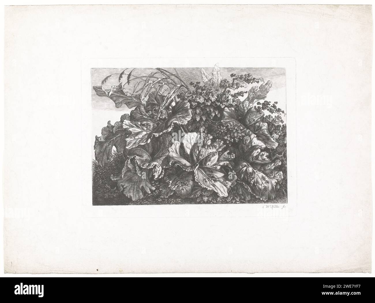 Piante e foglie, Carl Wilhelm Kolbe (i), 1767 - 1835 stampa forse uno studio delle piante, compreso il grande burdock, conosciuto con il nome latino "Arctium Lappa". piante inferiori per l'incisione della carta Foto Stock