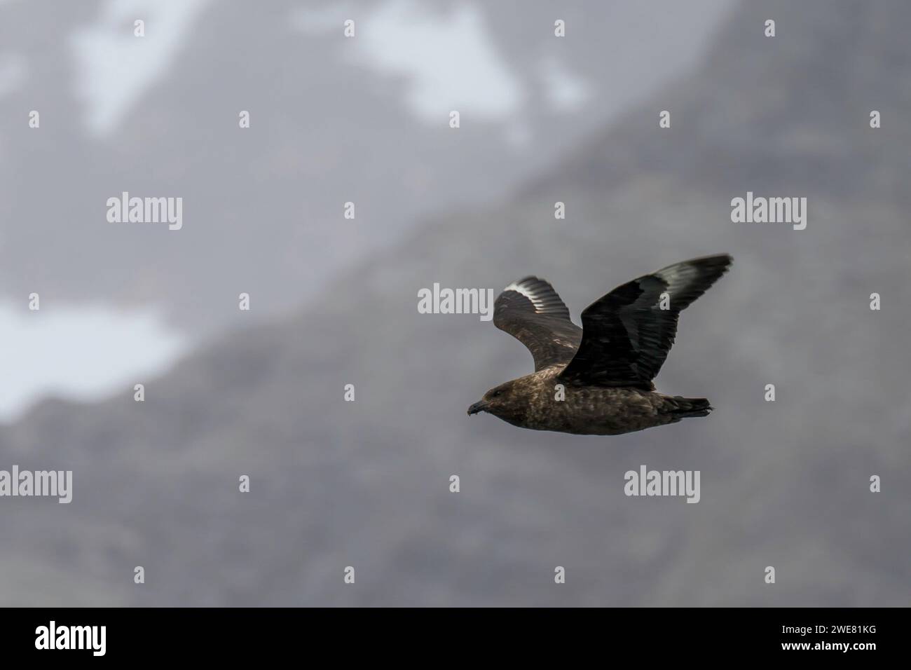 Uno skua che sorvola Hope Bay, Antartide Foto Stock