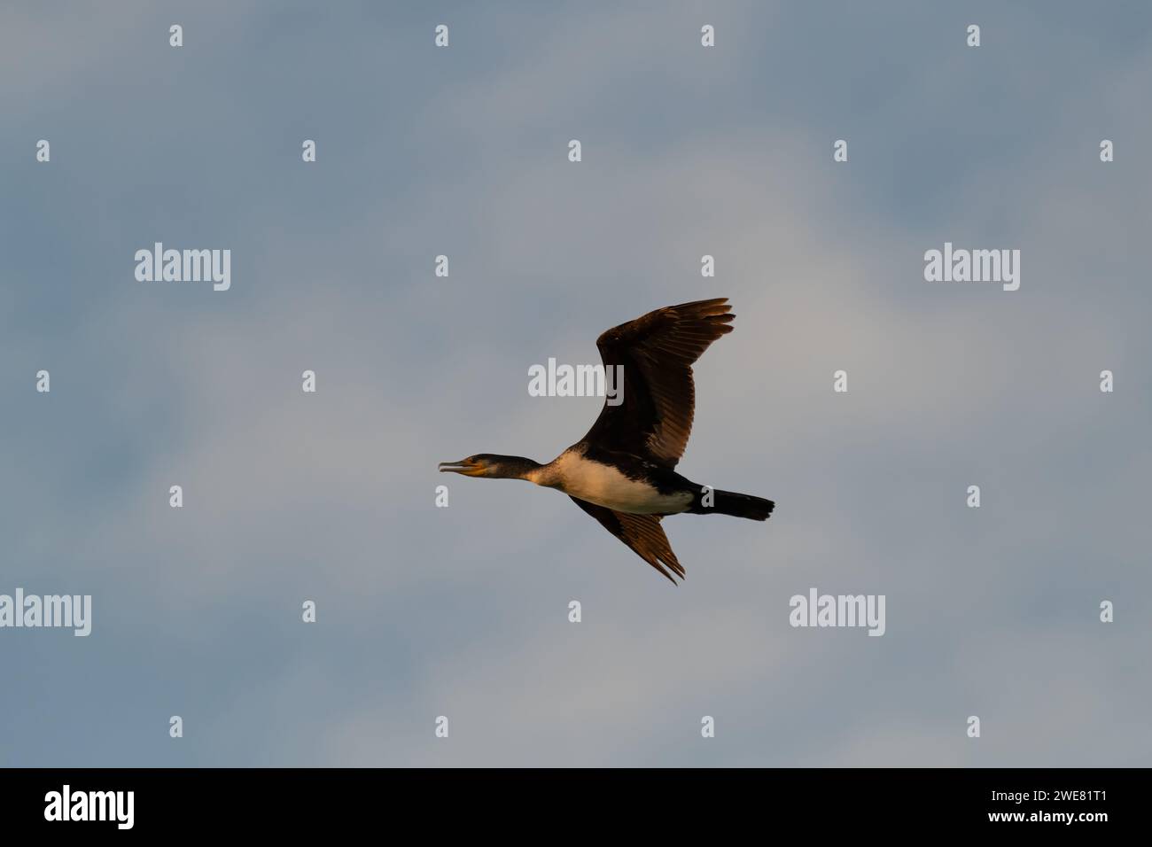 Solitario grande cormorano (Phalacrocorax carbo) in volo su uno sfondo blu del cielo al crepuscolo. Chiamato anche Black shag o Kawau. Foto Stock