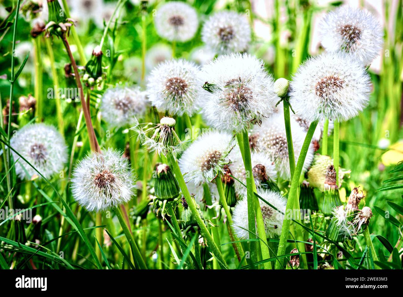 Fiore di tarassolo su sfondo verde. Profondità di campo ridotta Foto Stock