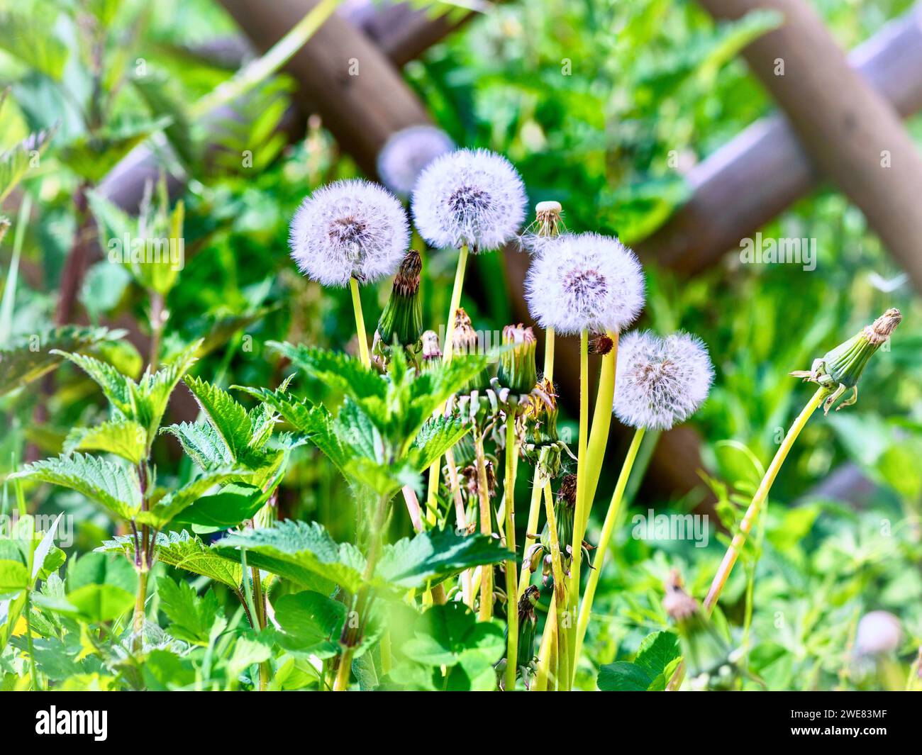 Fiore di tarassolo su sfondo verde. Profondità di campo ridotta Foto Stock