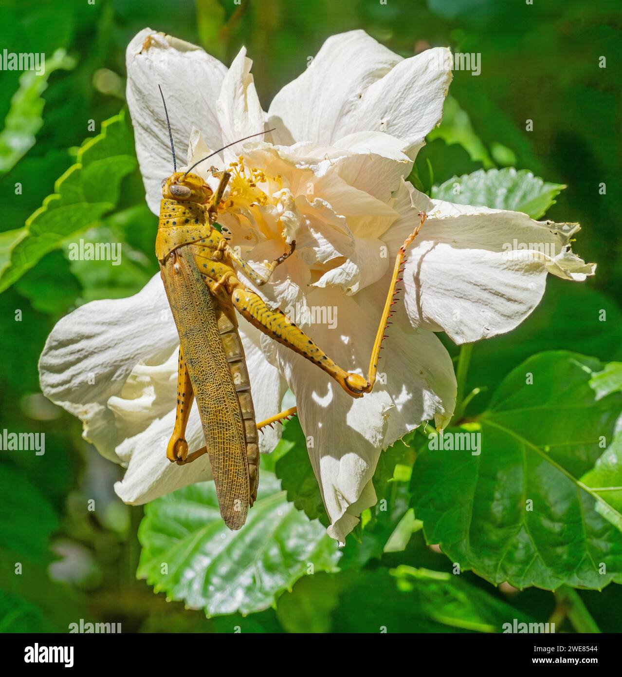 Una locusta femmina che si nutre di un fiore di ibisco a Perth, Australia Occidentale. Foto Stock