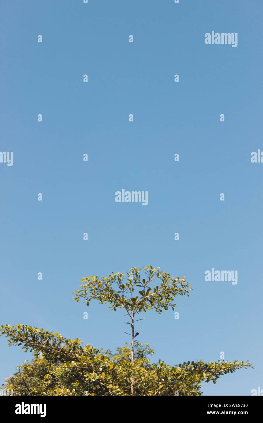 Albero di acacia con cieli azzurri Foto Stock