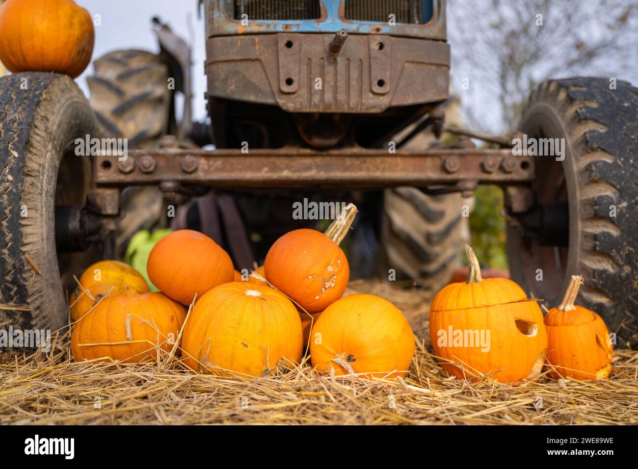 Diverse zucche nell'azienda agricola con un vecchio trattore. Decorazioni di Halloween Foto Stock