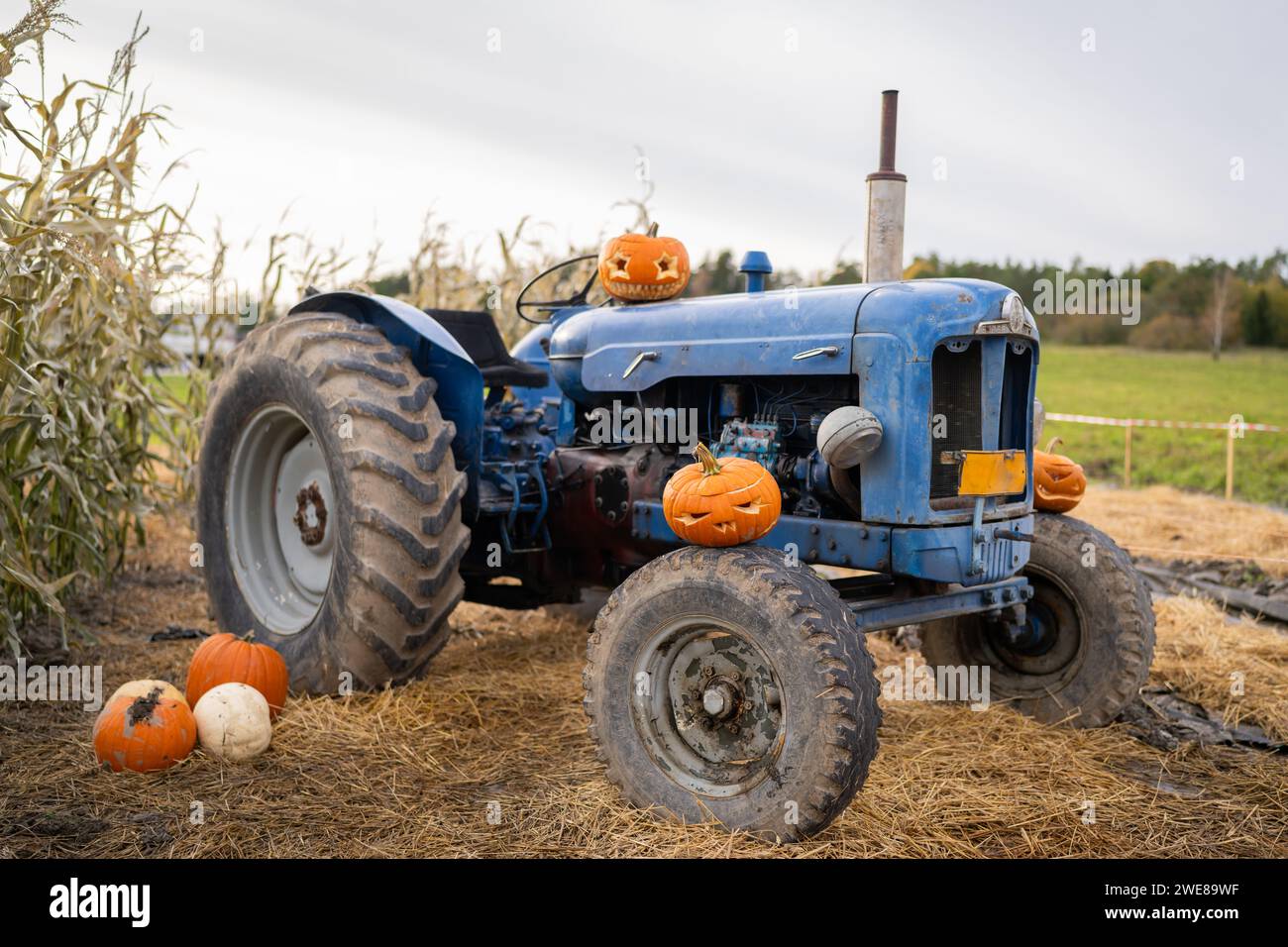 Diverse zucche nell'azienda agricola con un vecchio trattore. Decorazioni di Halloween Foto Stock