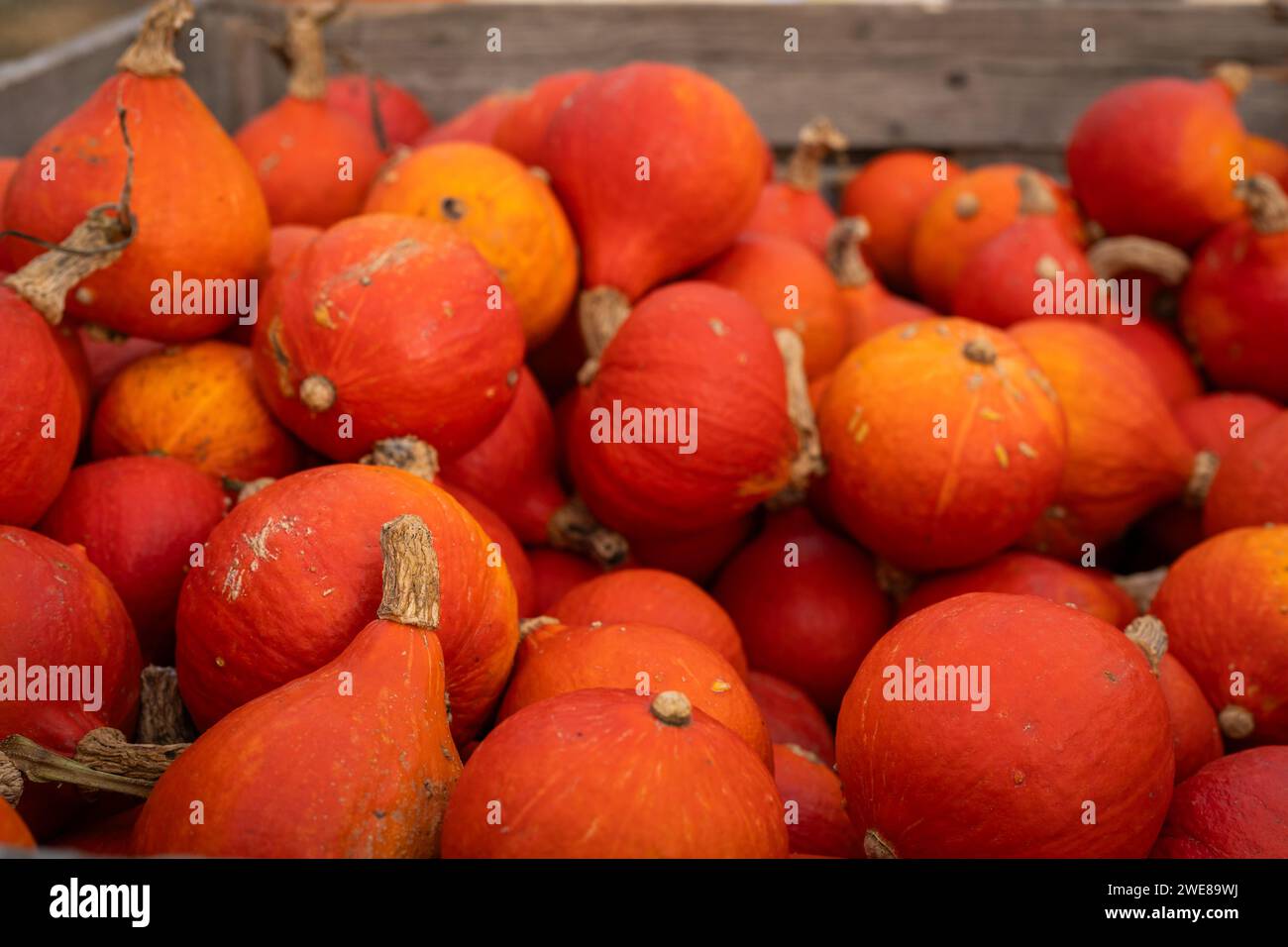 La zucca di Hokkaido (Cucurbita maxima) comunemente nota anche come uchiki kuri. Sfondo di Halloween. Foto Stock