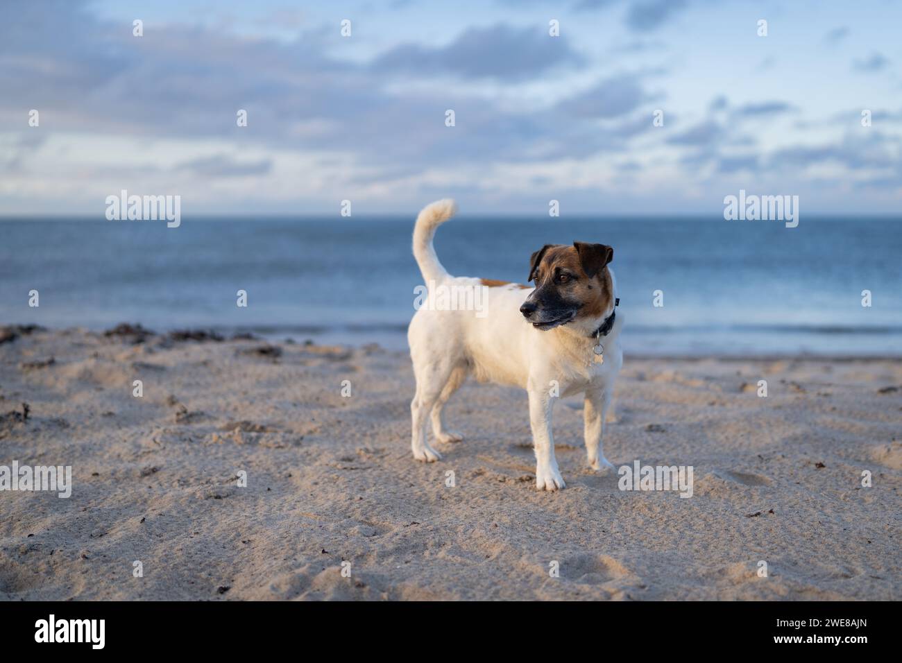 Jack Russell Terrier su una splendida spiaggia sabbiosa al tramonto Foto Stock