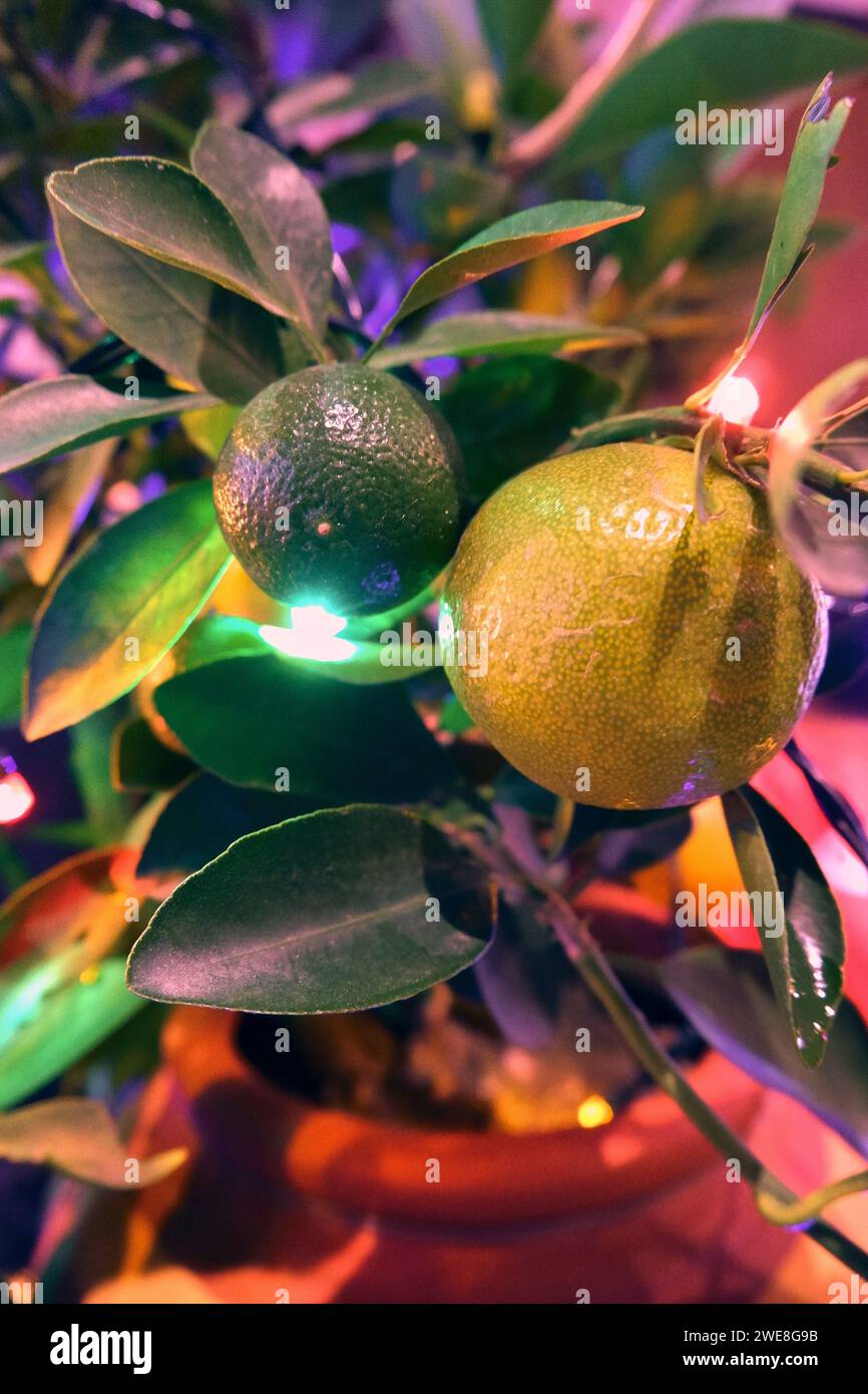 Tangerine Tree with Bright Illumination for Prosperity and Luck, celebrazione culturale del Tet in Vietnam Foto Stock