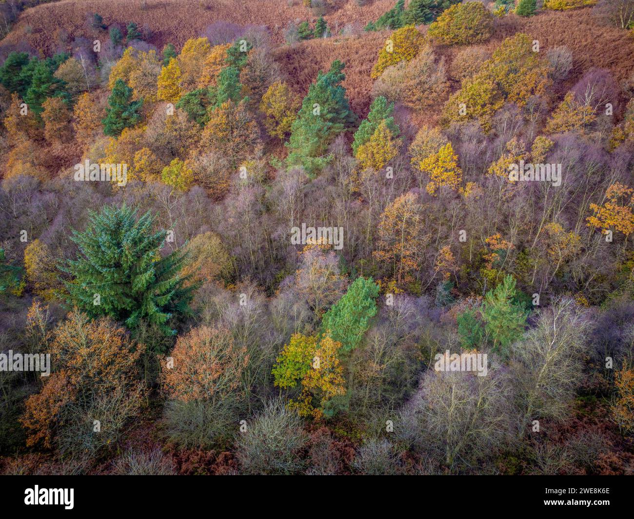 Vista aerea della foresta di Dalby dai colori autunnali. North Yorkshire, Regno Unito Foto Stock