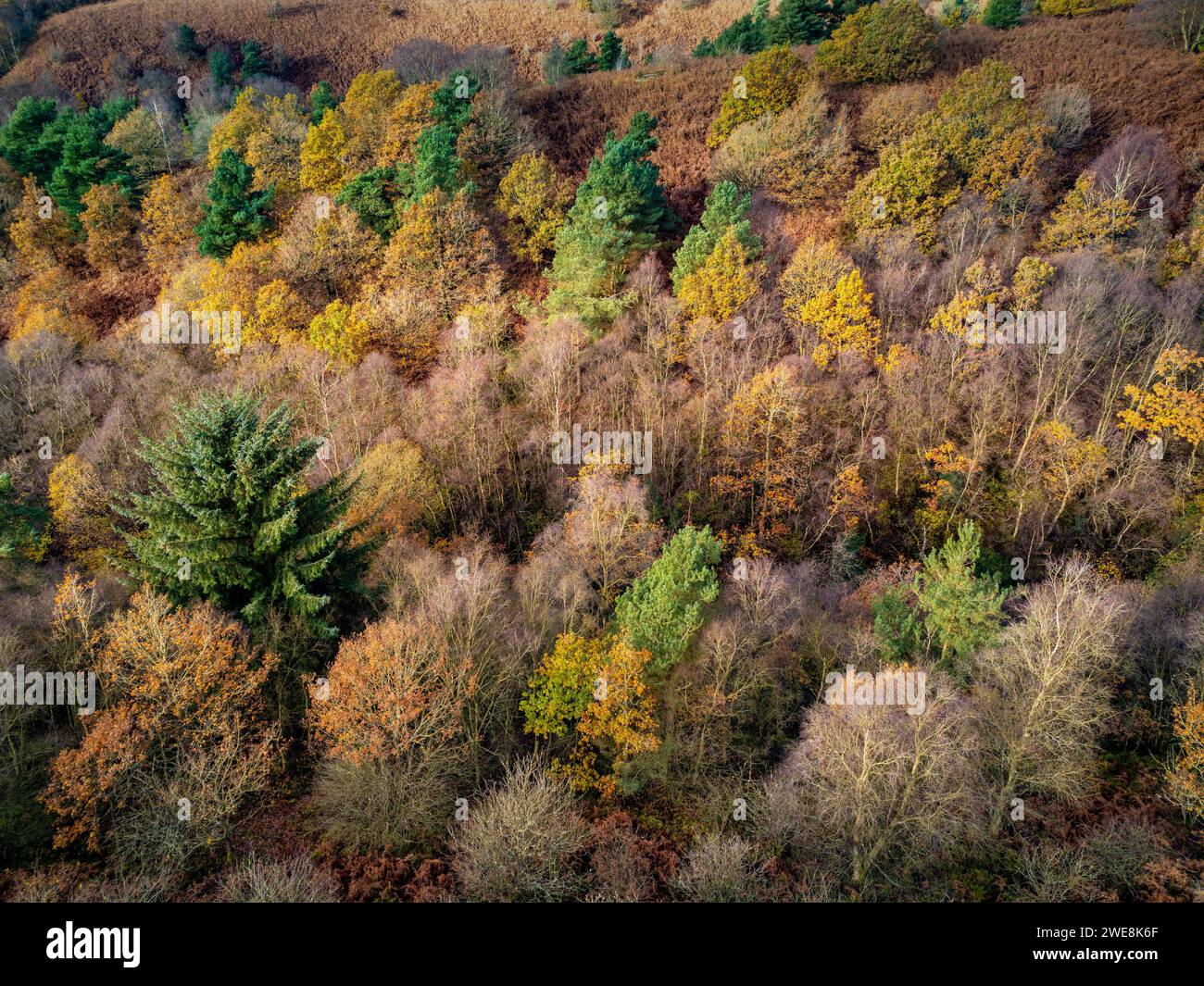 Vista aerea della foresta di Dalby dai colori autunnali. North Yorkshire, Regno Unito Foto Stock
