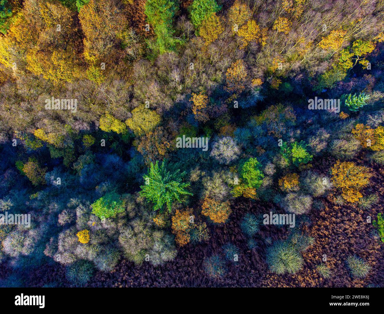 Vista aerea della foresta di Dalby dai colori autunnali. North Yorkshire, Regno Unito Foto Stock