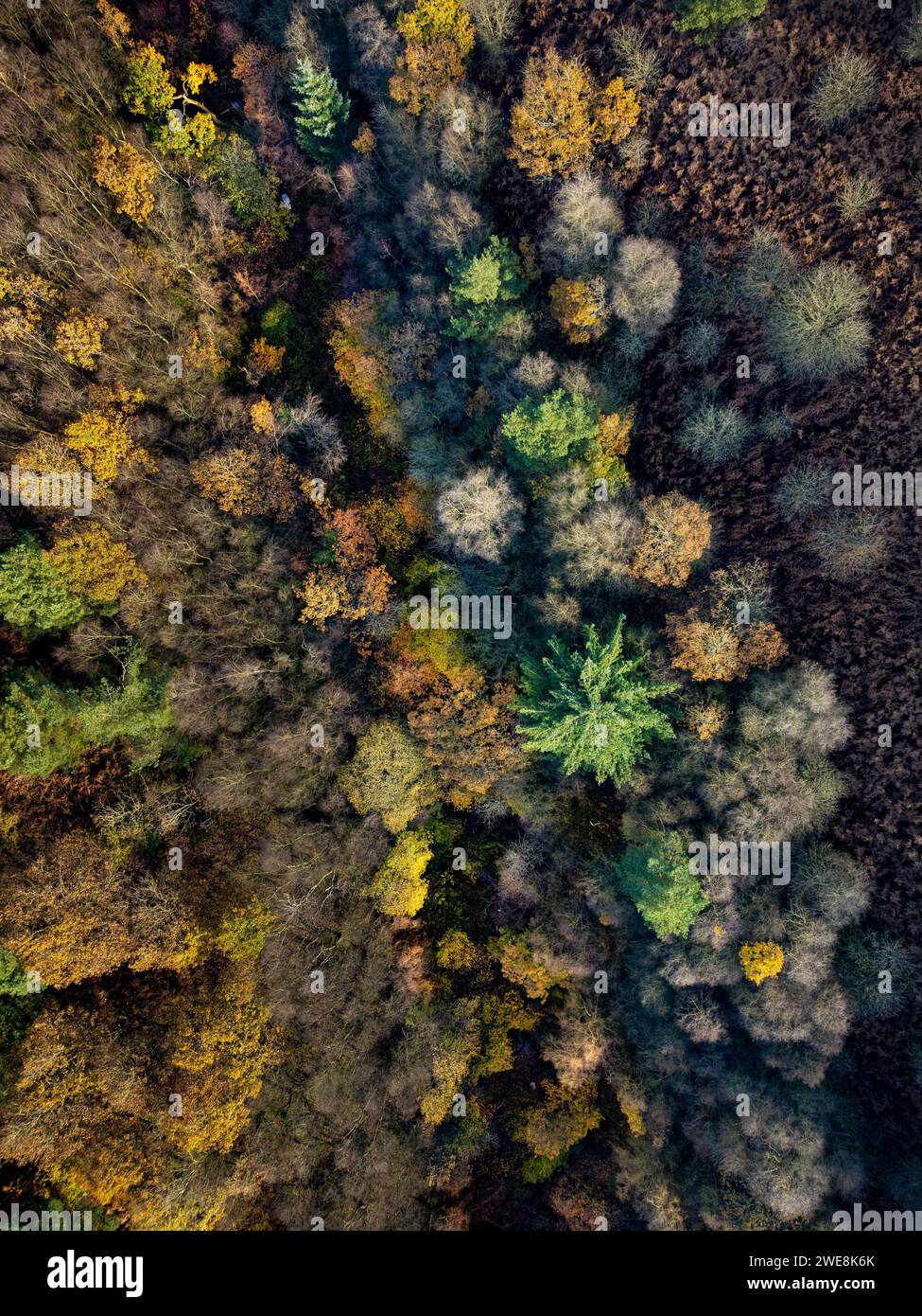 Vista aerea della foresta di Dalby dai colori autunnali. North Yorkshire, Regno Unito Foto Stock