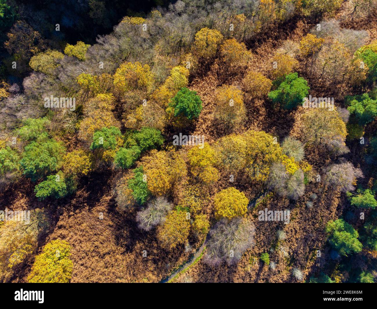 Vista aerea della foresta di Dalby dai colori autunnali. North Yorkshire, Regno Unito Foto Stock