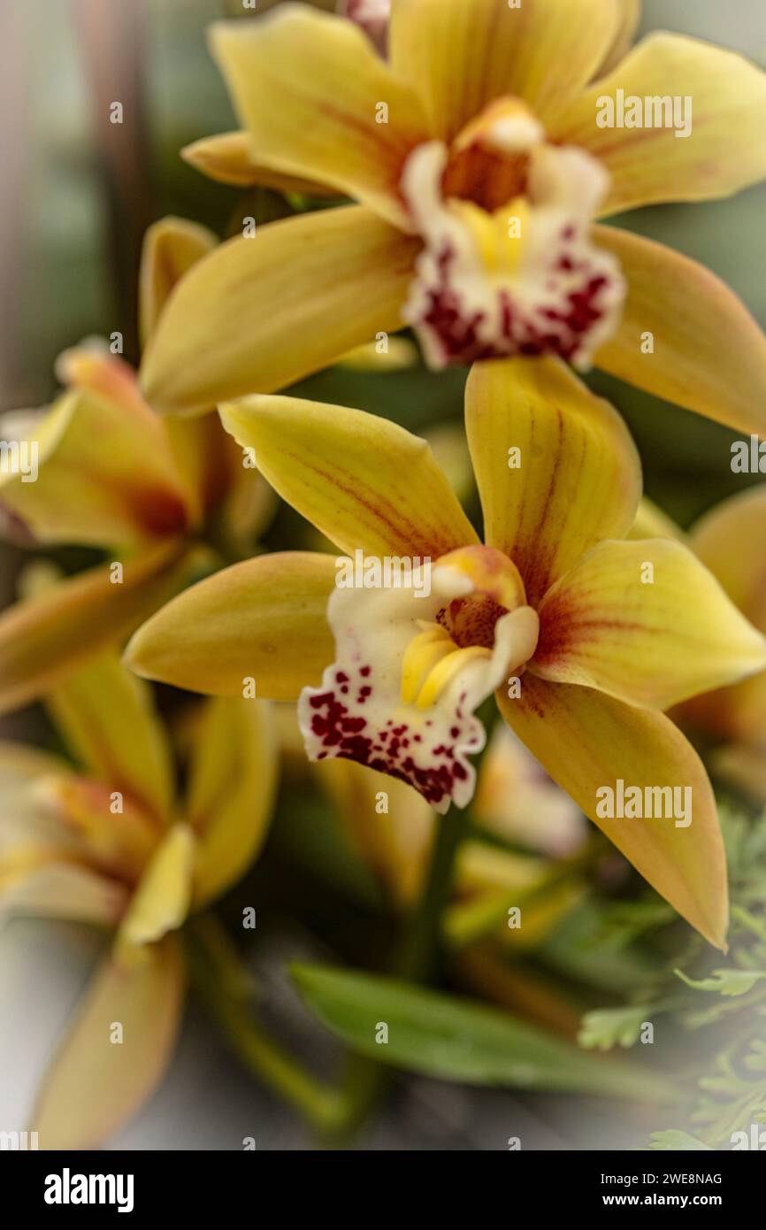 Semplicemente bello. Ritratto naturale ad alta risoluzione delle orchidee con spazio negativo Foto Stock