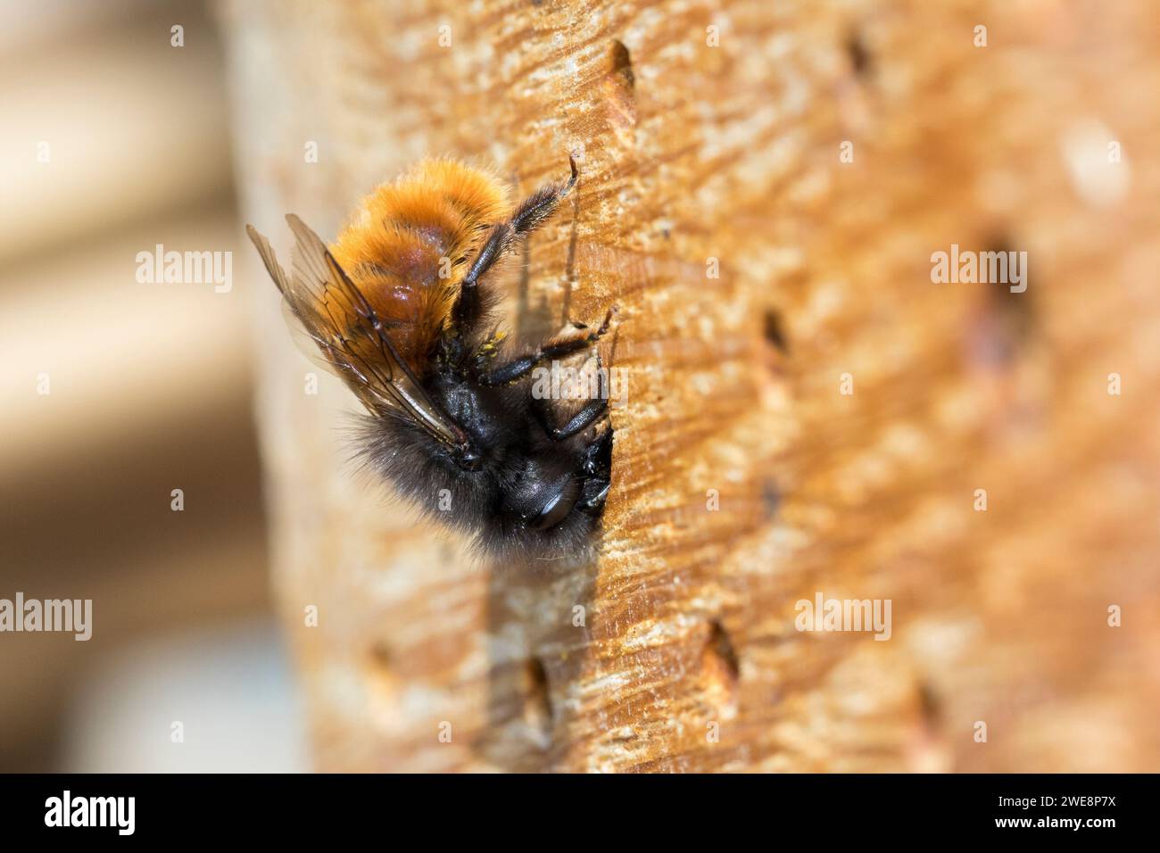 Gehörnte Mauerbiene, Weibchen beim Nestverschluß, Nestverschluss, Nestverschlüsse, Loch wird mit Sand, Lehm und Erde verschlossen, Nest, Neströhre, Ni Foto Stock