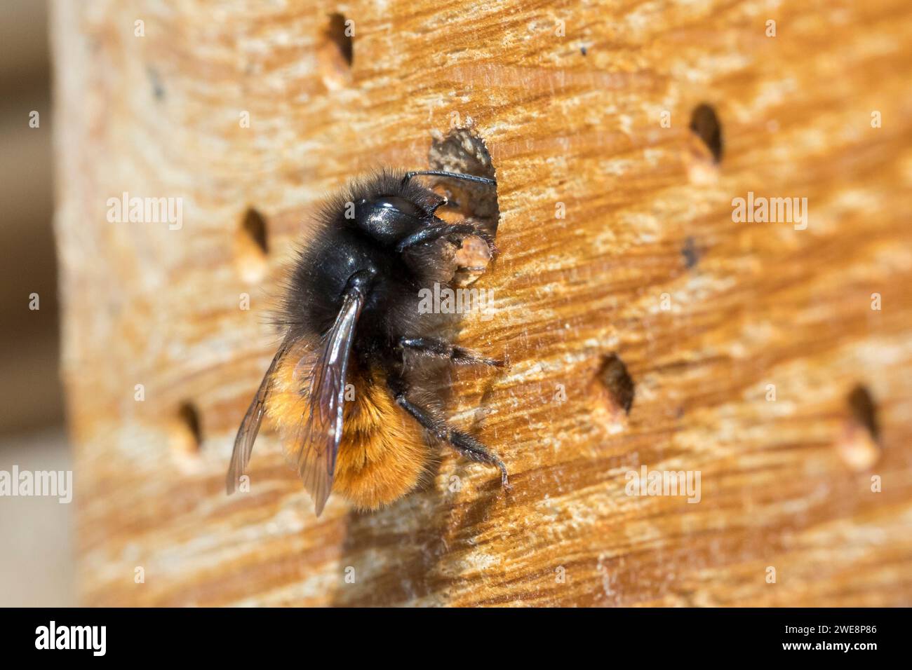 Gehörnte Mauerbiene, Weibchen beim Nestverschluß, Nestverschluss, Nestverschlüsse, Loch wird mit Sand, Lehm und Erde verschlossen, Nest, Neströhre, Ni Foto Stock