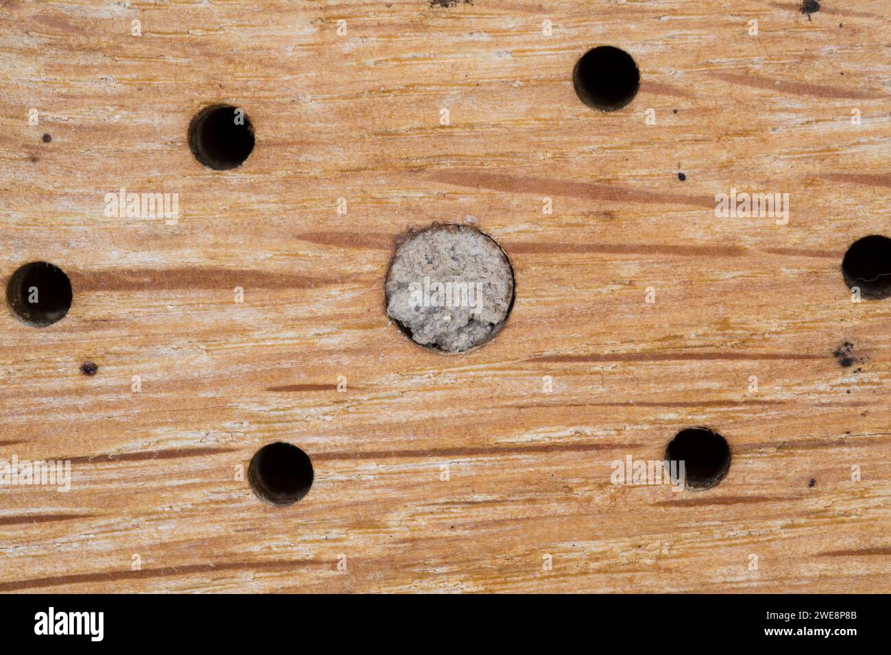 Gehörnte Mauerbiene, Nestverschluß, Nestverschluss, Nestverschlüsse, Loch wird mit Sand, Lehm und Erde verschlossen, Nest, Neströhre, Niströhren, Osmi Foto Stock