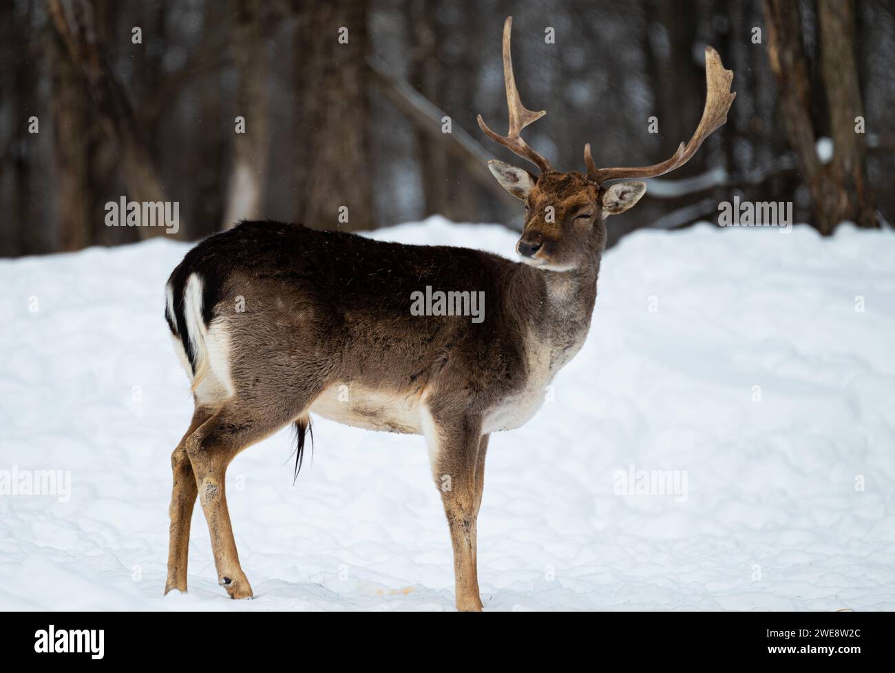 Cervi in un paesaggio innevato vicino ad alberi e rami Foto Stock