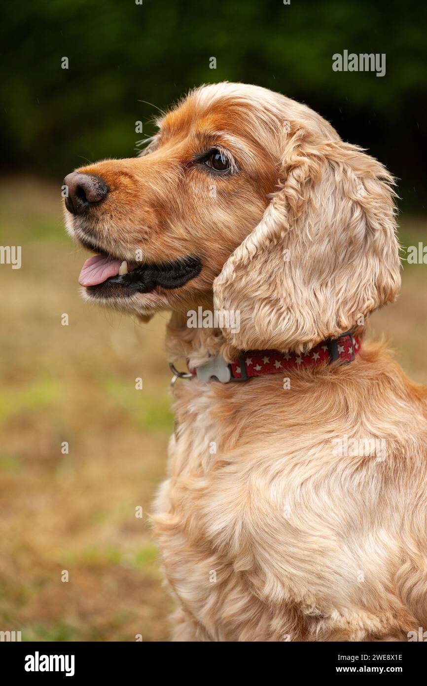 Un profilo ravvicinato di un Cocker Spaniel Foto Stock