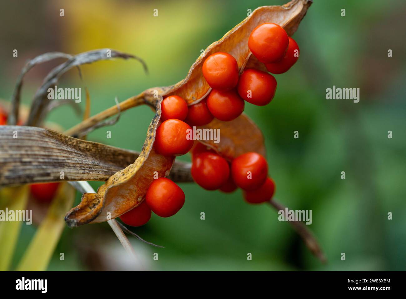 Iris foetidissima puzza i semi di iride Foto Stock