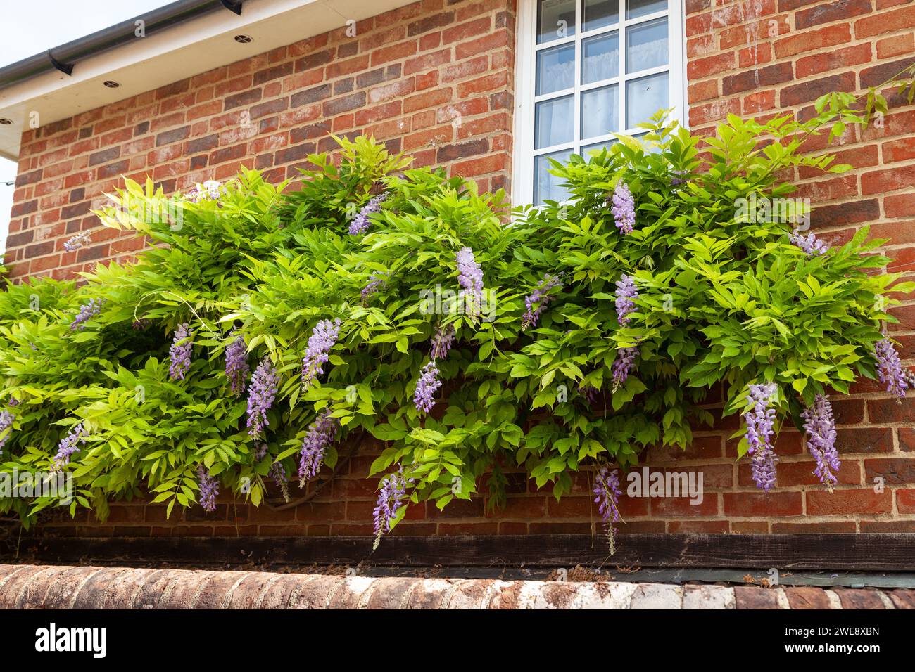 Wisteria che si arrampica su una casa Foto Stock
