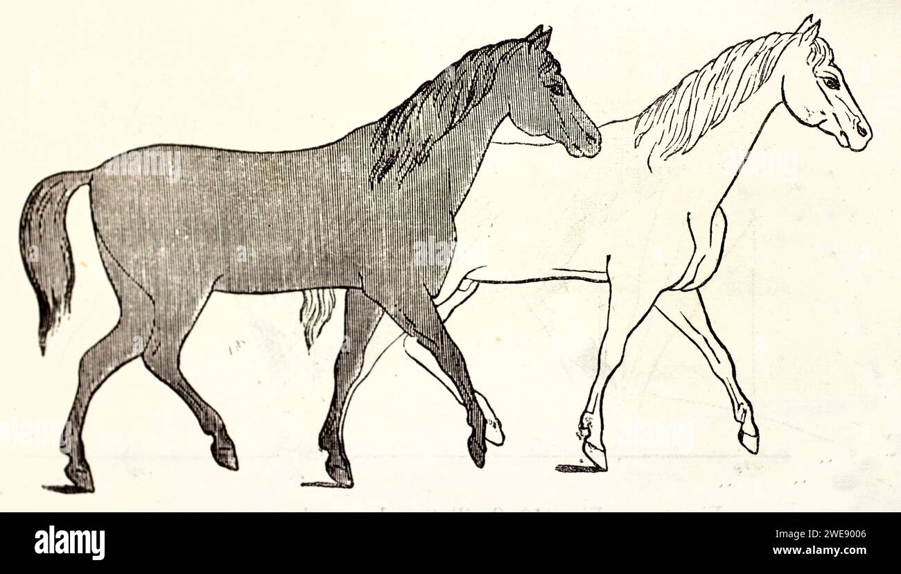Incisione che mostra le fasi dell'andatura di deambulazione in due cavalli, vista laterale con stile minimalista. Pubblicato nel 1878. Foto Stock