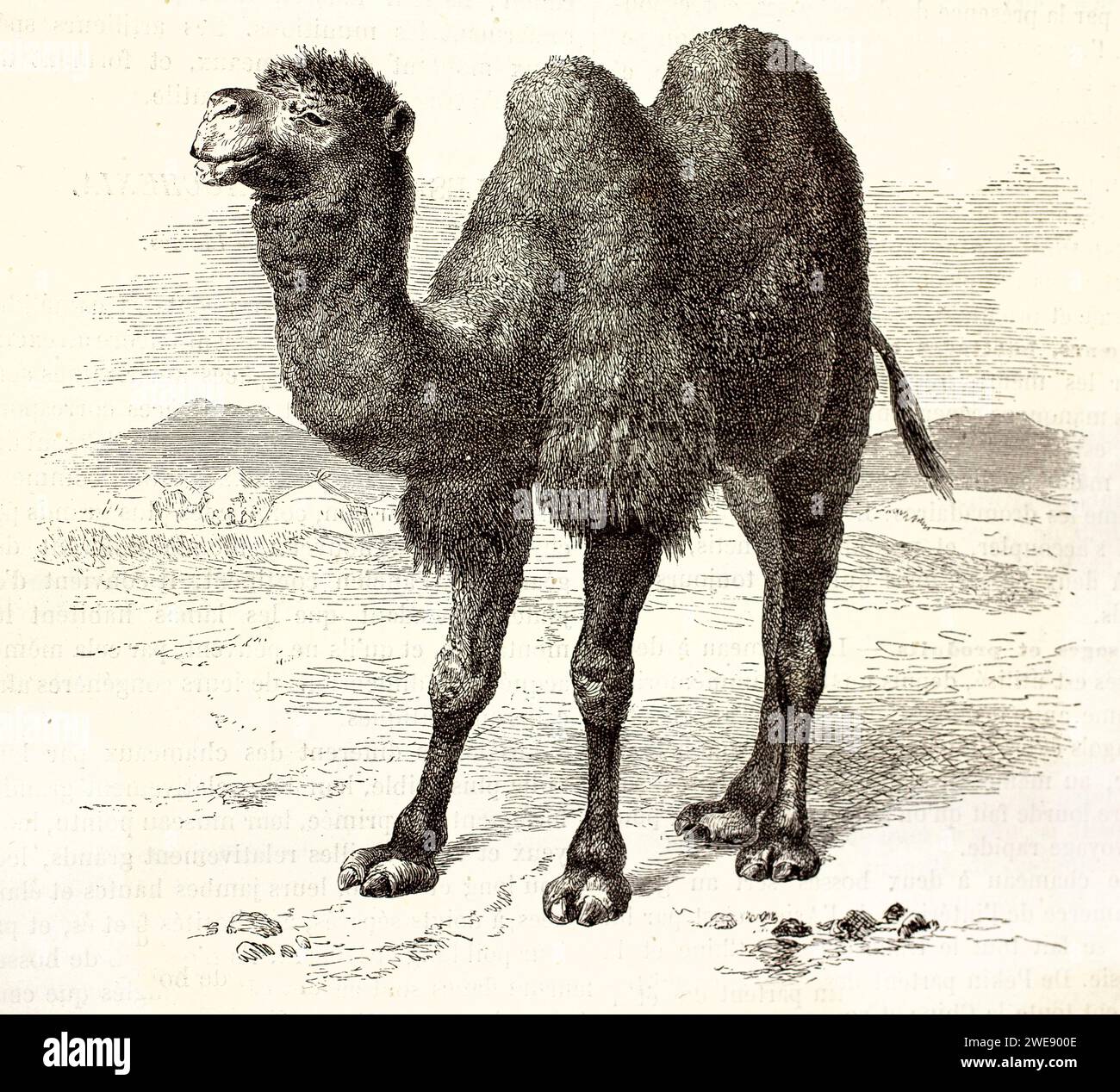 Profilo inciso di un cammello battriano in piedi su terreni rocciosi desertici, con caratteristiche doppie gobbe. Pubblicato nel 1878. Foto Stock