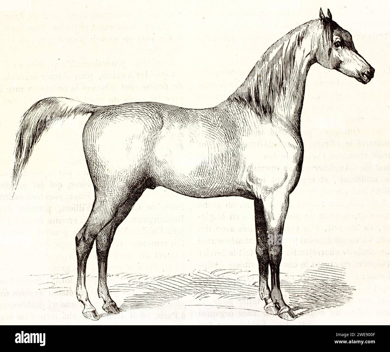 Profilo laterale inciso di un cavallo bianco Barb, noto per la velocità e la resistenza. Stile vintage. Pubblicato nel 1878. Foto Stock