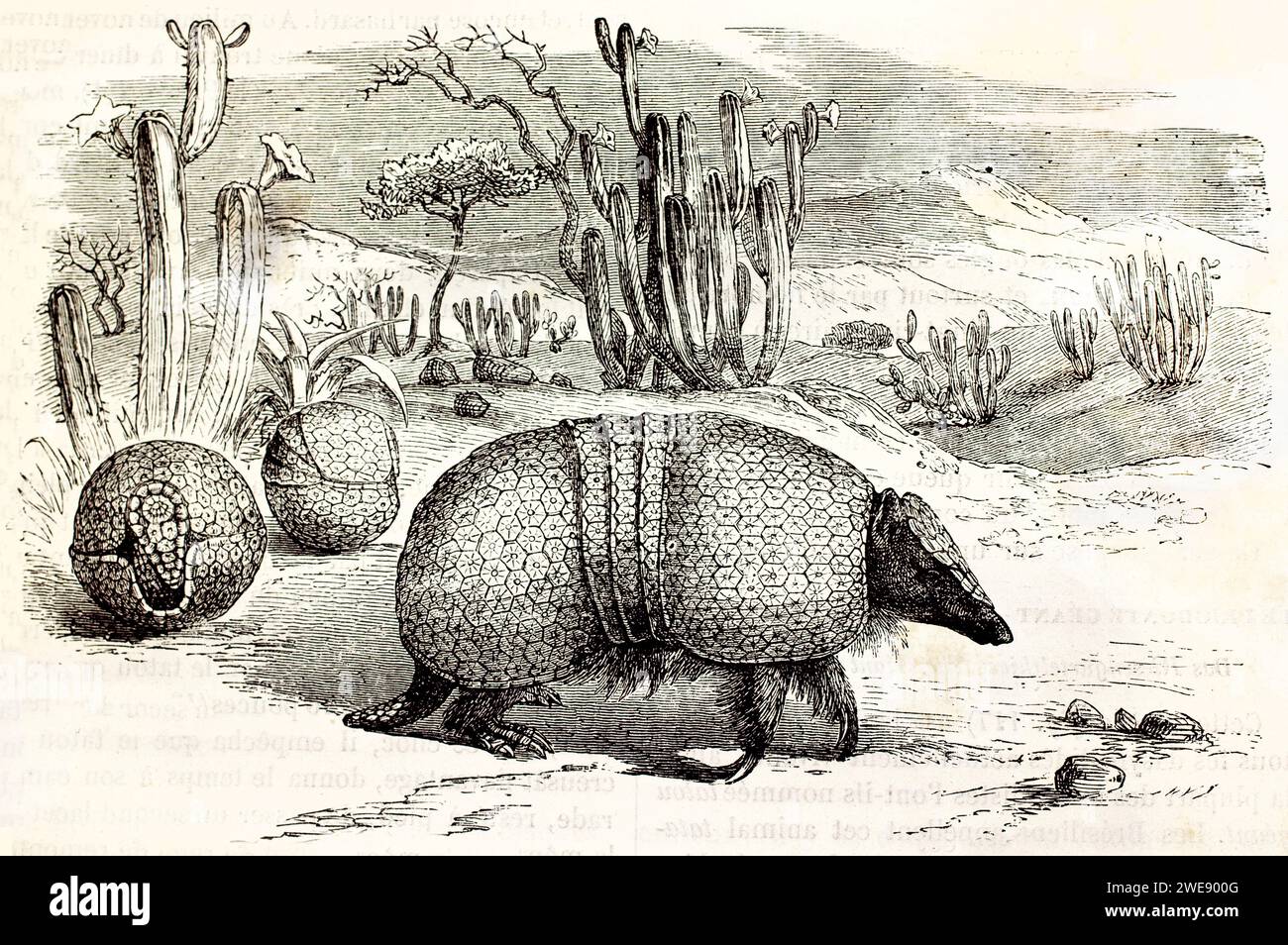 Incisione vintage di armadilli brasiliani a tre bande su terreni aridi con cactus e piante desertiche. Pubblicato nel 1878. Foto Stock