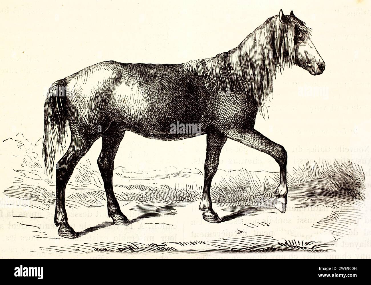 Elegante incisione di un cavallo della Camargue che cammina di profilo con criniera fluente. Grazioso e sereno. Pubblicato nel 1878. Foto Stock