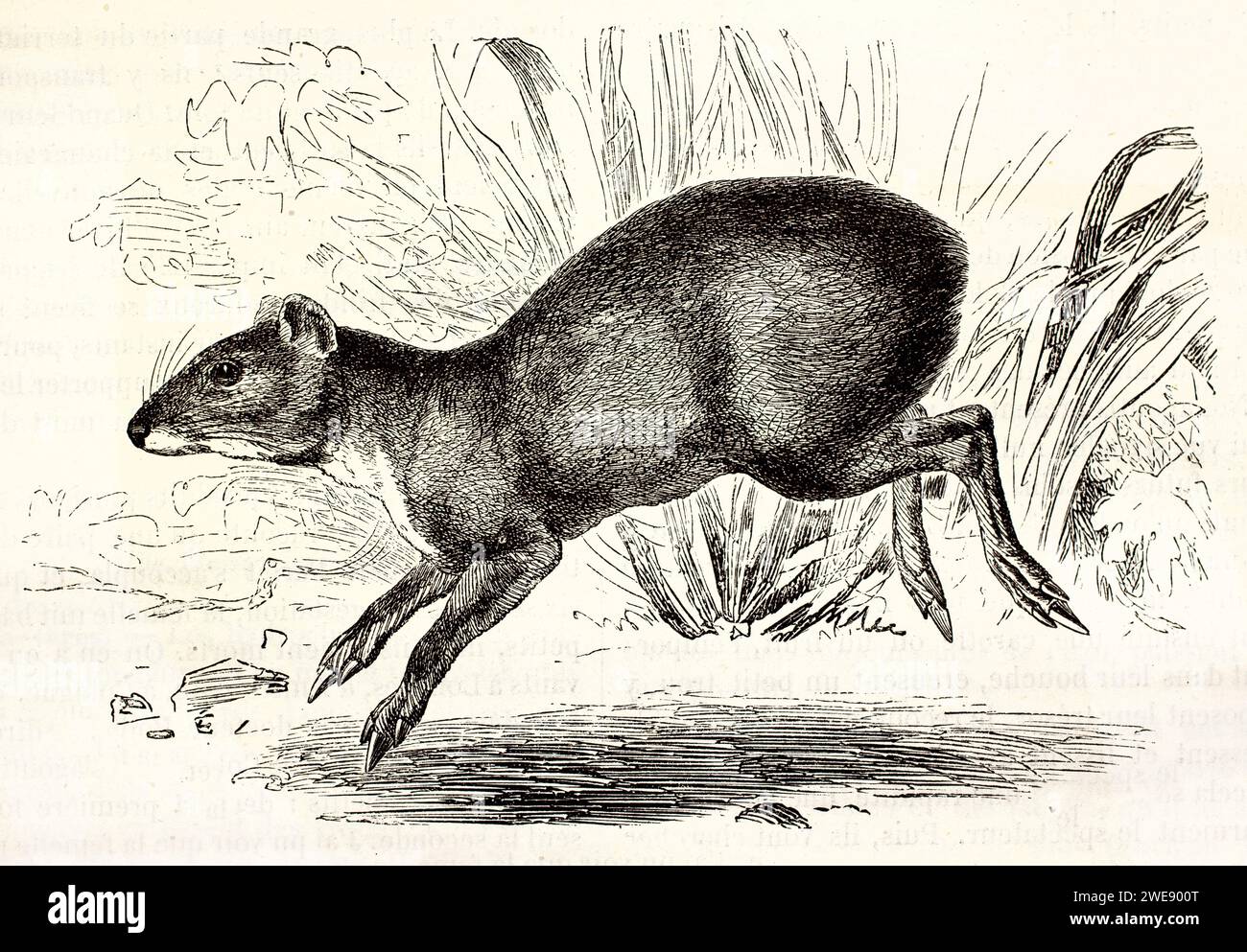 Incisione vintage di un Agouti comune che corre attraverso l'erba, raffigurato in vista laterale. Pubblicato nel 1878. Foto Stock