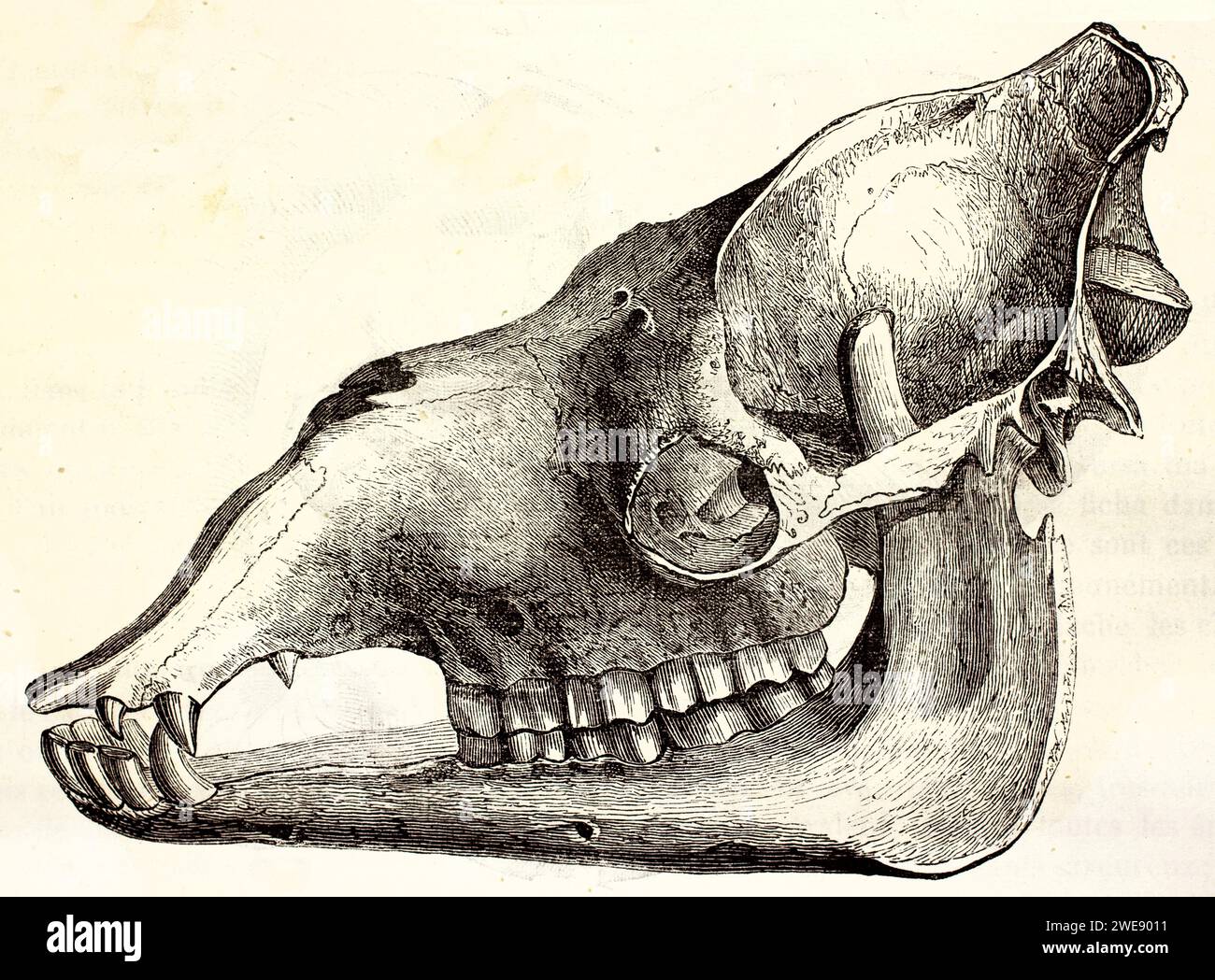 Incisione vintage con vista laterale di un cranio Dromedary, perfettamente isolato. Studio anatomico del 1878. Foto Stock