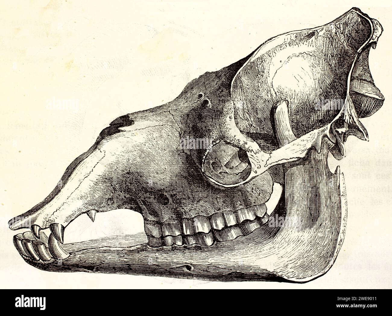 Vecchia illustrazione incisa del cranio di barbet (vista laterale). Di autore sconosciuto, pubblicato su Brehm, Les Mammifers, Baillière et fils, Parigi, 1878 Foto Stock