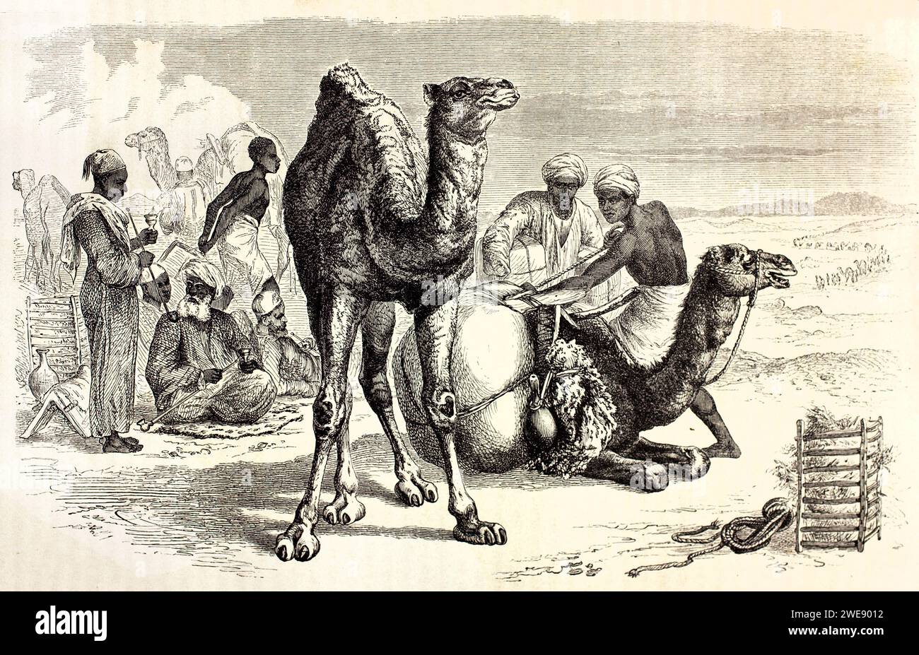 Scena vintage che mostra due dromedari in un campo nel deserto: Uno inginocchiato mentre viene caricato, l'altro in piedi. Pubblicato nel 1878. Foto Stock