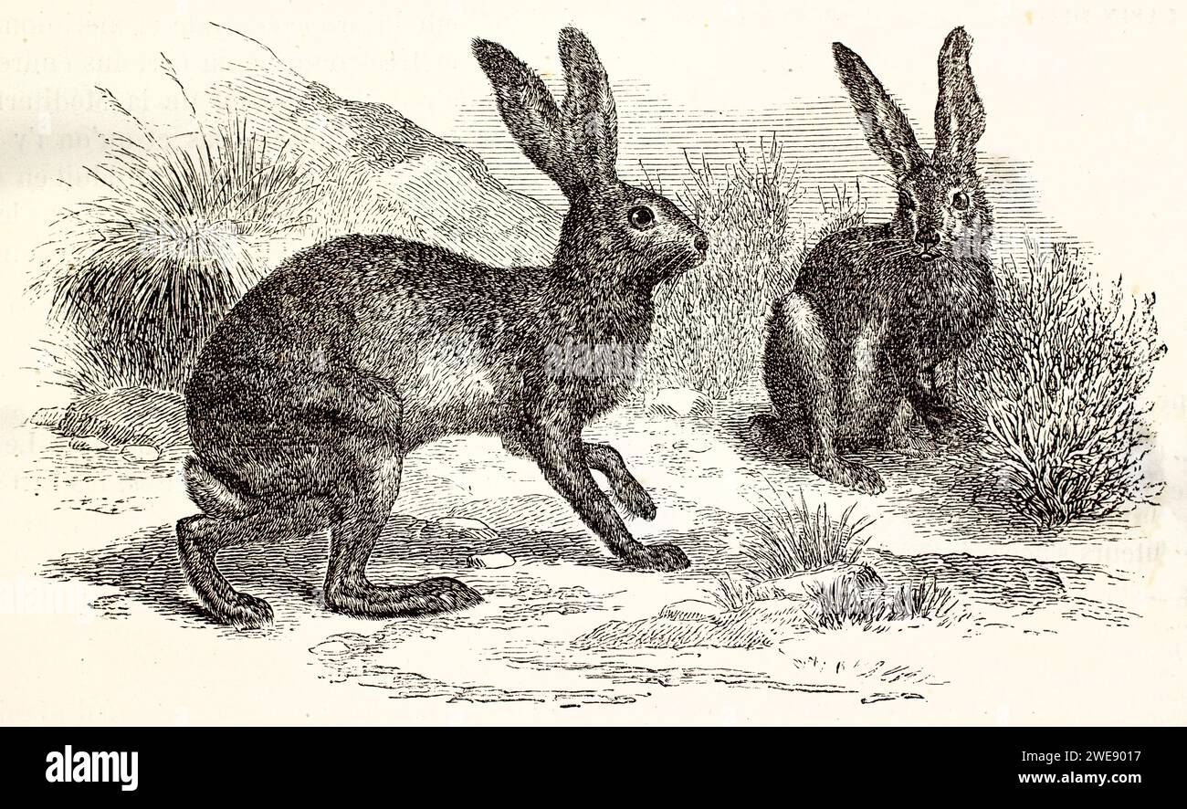 Incisione d'epoca di due Hares etiopi delle Highland in posa vigile, immersi in un paesaggio naturale. Pubblicato nel 1878. Foto Stock