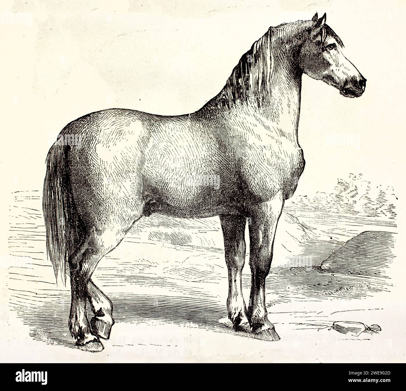 Robusto cavallo fiammingo in una vasta pianura con vista profilo e alberi distanti. Inciso con precisione classica. Pubblicato nel 1878. Foto Stock