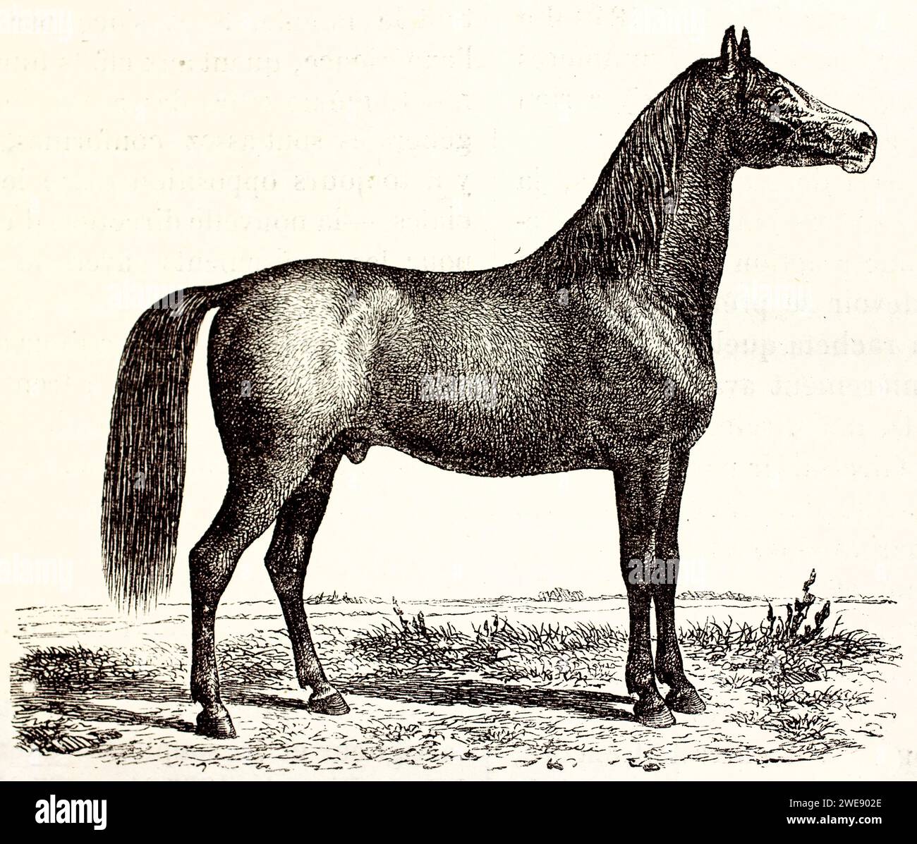 Profilo inciso di un cavallo nero Frederiksborger in una pianura pianeggiante. Elegante e pronto all'uso. Pubblicato nel 1878. Foto Stock