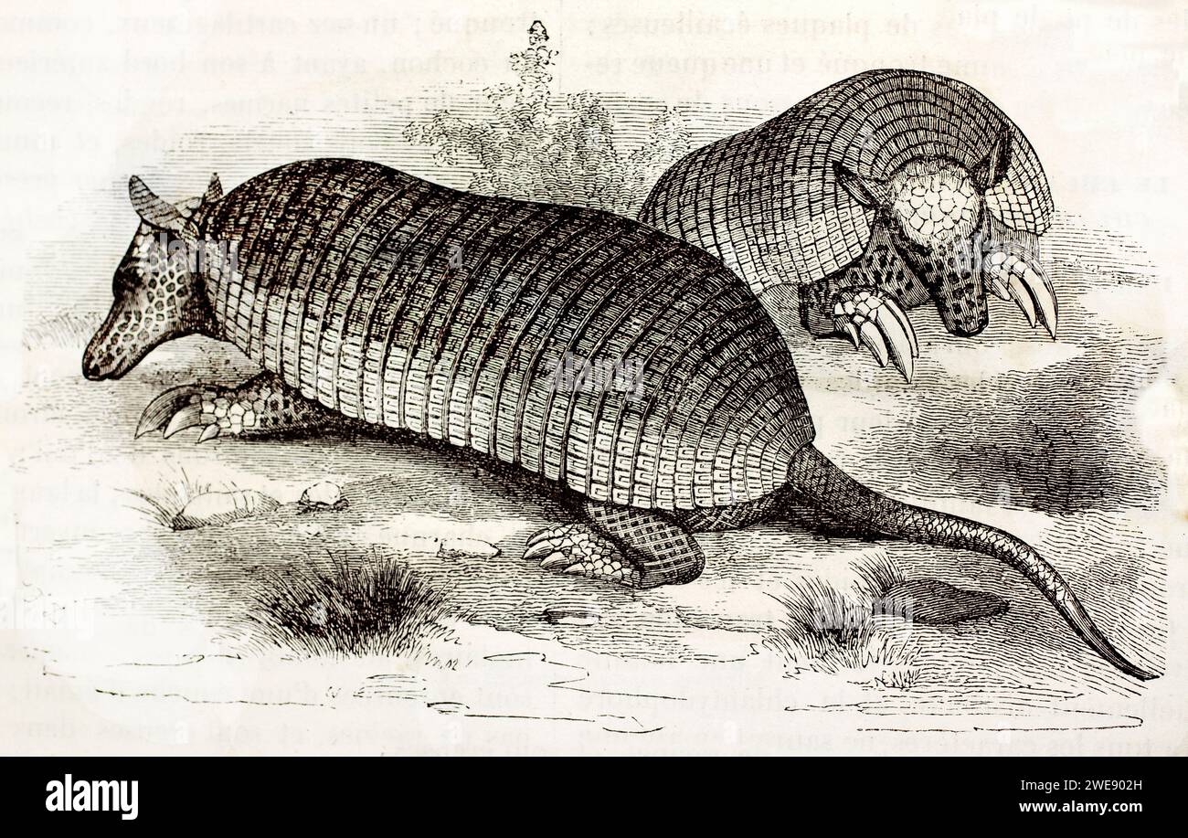 Illustrazione vintage di due armadilli giganti su terreno aperto. Caratterizzato da grandi corpi corazzati e artigli. Pubblicato nel 1878. Foto Stock