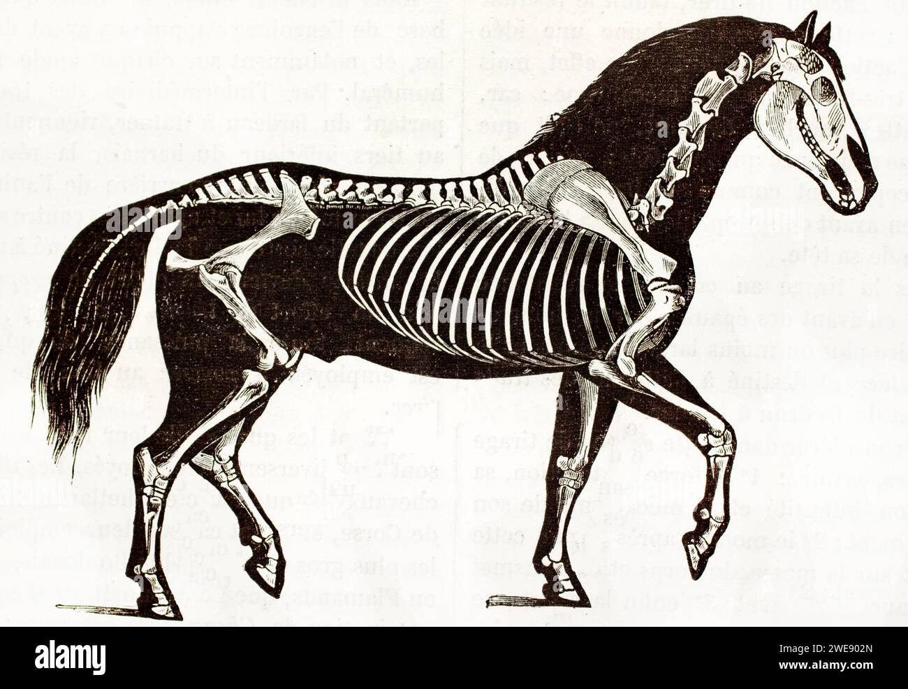 Immagine con vista laterale dello scheletro di cavallo sovrapposto a una silhouette nera. Incisione vintage del 1878. Foto Stock