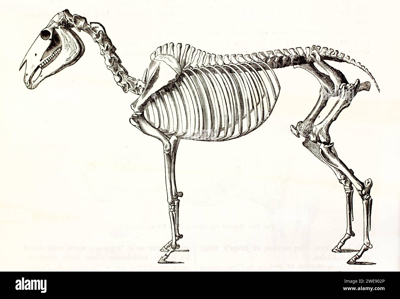 Incisione scientifica d'epoca dello scheletro di cavallo nella vista laterale, dettagliata su sfondo bianco. Pubblicato nel 1878. Foto Stock