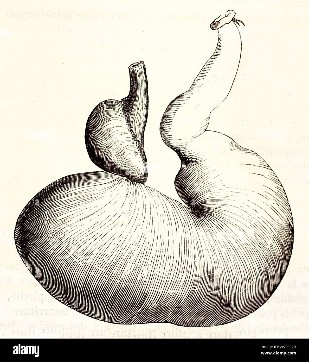 Illustrazione scientifica dello stomaco pieno di un cavallo, isolato su sfondo bianco. Studio anatomico. Pubblicato nel 1878. Foto Stock